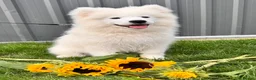 Samoyed dogs for sale: Only one girl left.  - Advert 14