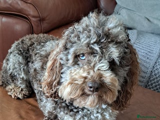 Poodle dogs for stud in Bristol - Advert 2