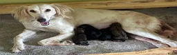 Mixed Breed dogs for sale: Whippet x Saluki Lurcher Pups For Sale in Hartlepool - Advert 3