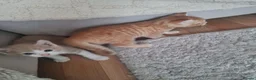 Mixed Breed cats for sale: 3 beautiful kittens - Advert 4