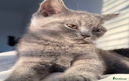 British Shorthair cats for sale: British Shorthair Male Kitten Grey - Image 2