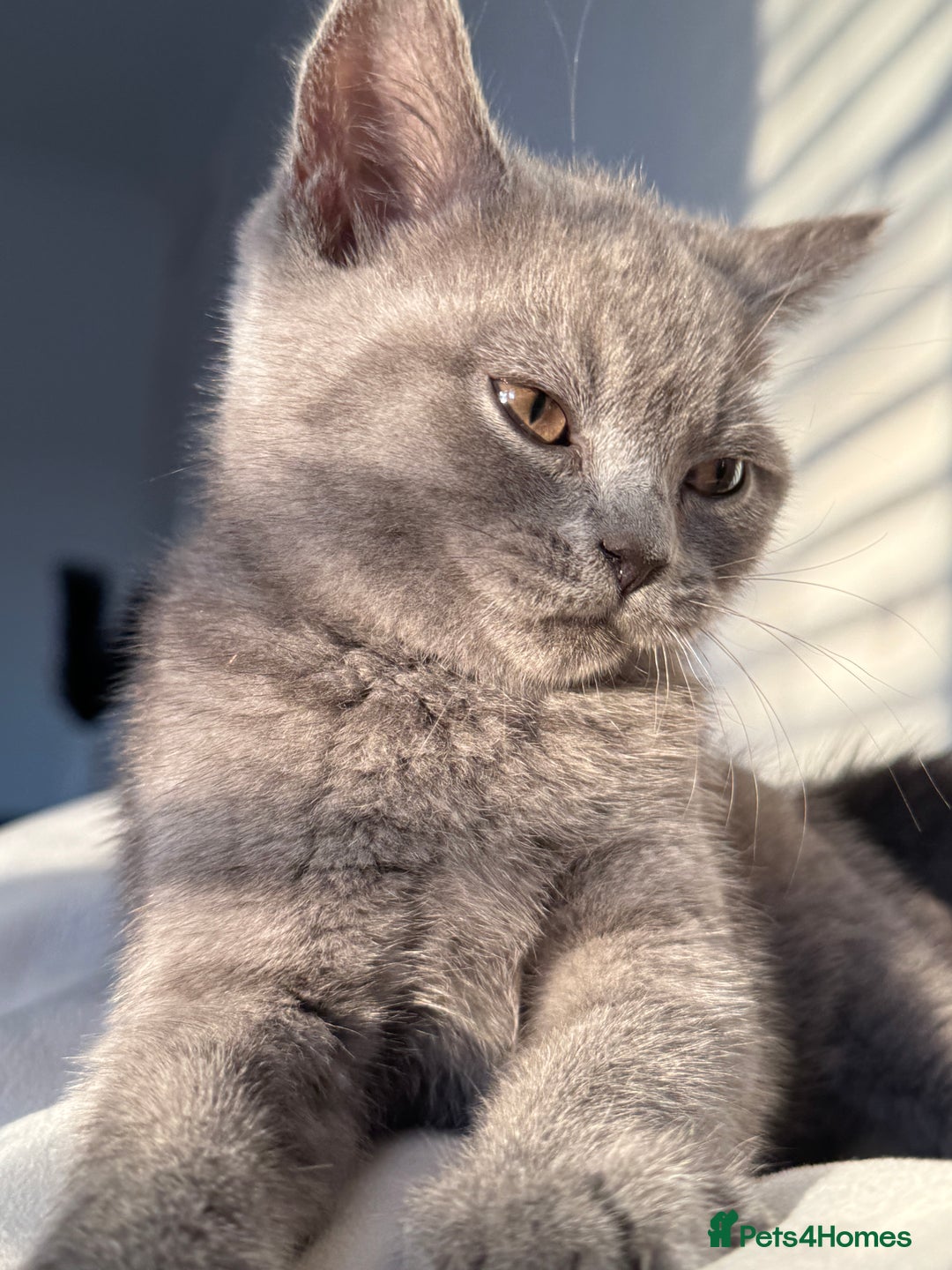 British Shorthair cats for sale: British Shorthair Male Kitten Grey - Image 2