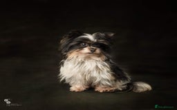 Biewer Terrier dogs for sale: Biewer Yorkshire Terrier - Image 18