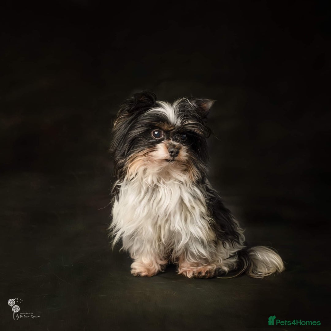 Biewer Terrier dogs for sale: Biewer Yorkshire Terrier - Image 18