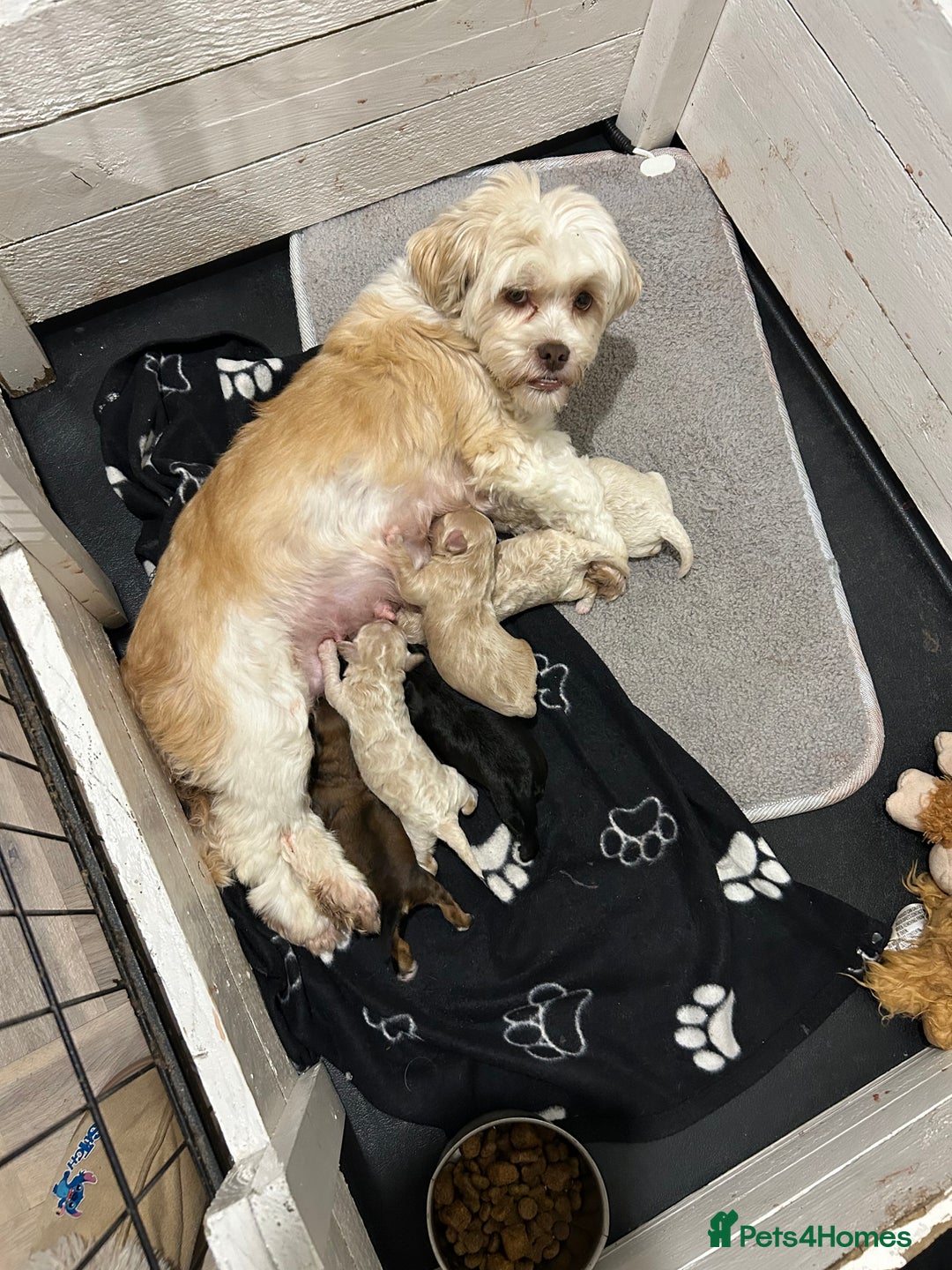 Lhasapoo dogs for sale: Lhasa apso x Toy poodle (hypoallergenic) lhasapoos - Advert 3