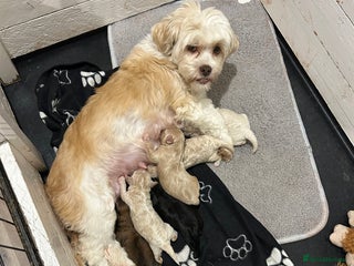 Lhasapoo dogs Lhasa apso x Toy poodle (hypoallergenic) lhasapoos - Advert 1