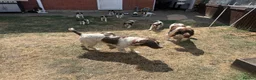 English Springer Spaniel dogs for sale: KC Registered English Springer Spaniel Puppies - Advert 1