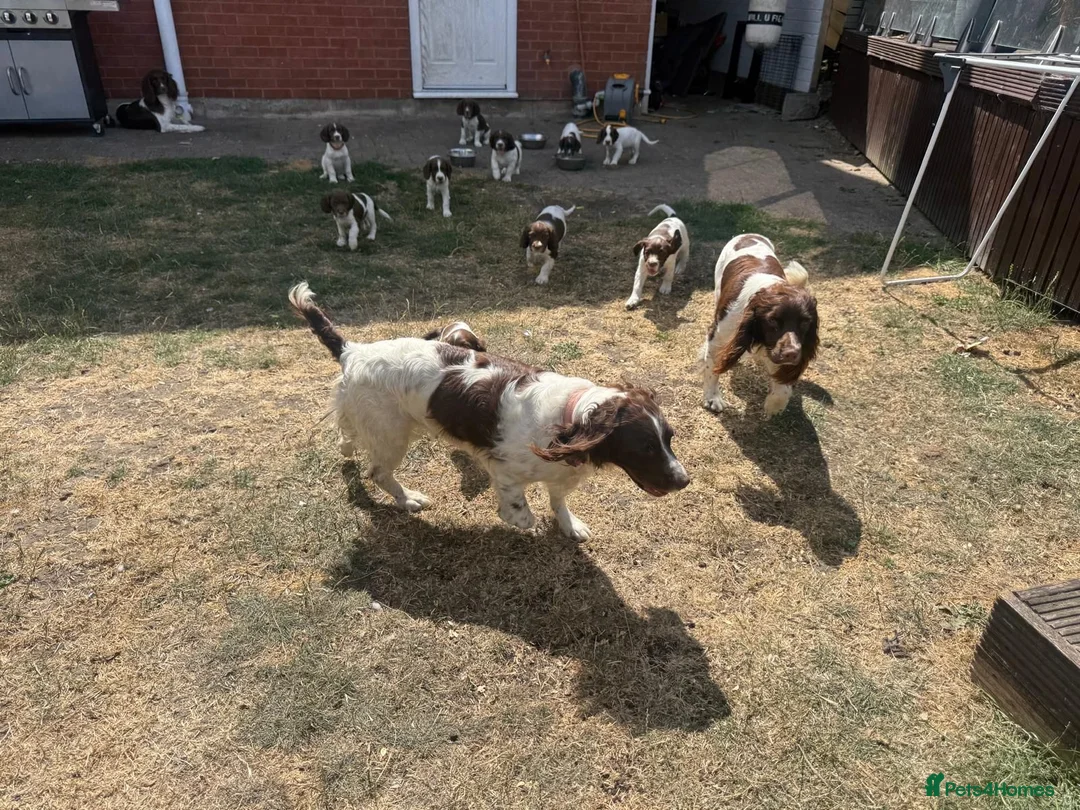 English Springer Spaniel dogs for sale: KC Registered English Springer Spaniel Puppies - Advert 1