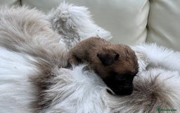 Mixed Breed dogs for sale: 🐾 Beautiful Whippet x Collie Puppies! 🐾 - Image 6