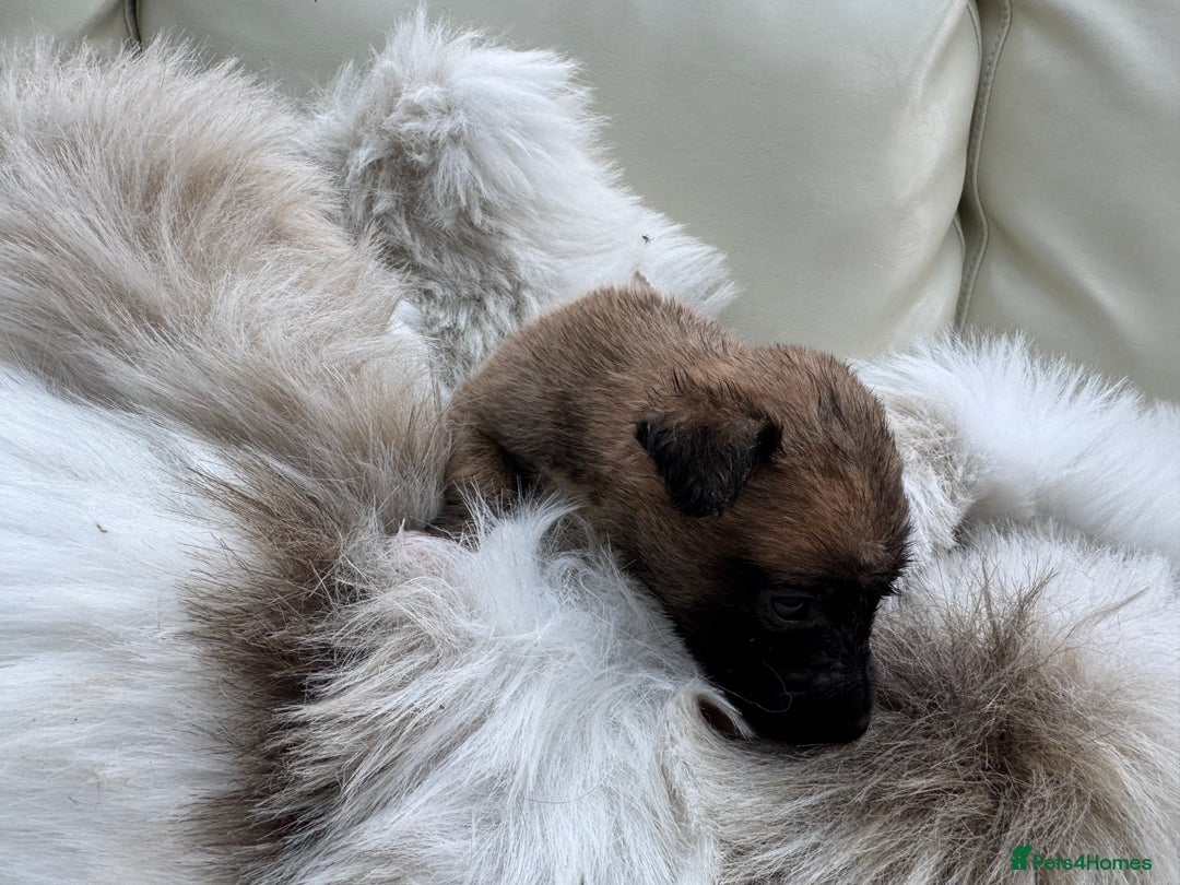 Mixed Breed dogs for sale: 🐾 Beautiful Whippet x Collie Puppies! 🐾 - Image 6
