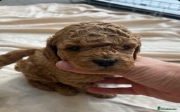 Cavapoo dogs for stud: Barnaby Holden  - Image 4