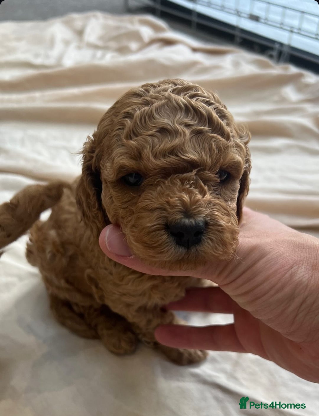 Cavapoo dogs for stud: Barnaby Holden  - Image 4