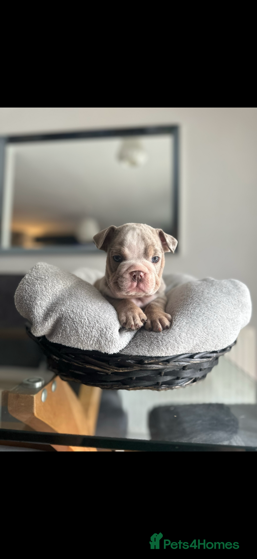 English Bulldog dogs for sale: Tiny Paws, Big Hearts – English Bulldog Puppies - Advert 7
