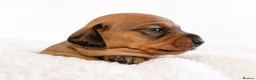 Miniature Dachshund dogs for sale: 1 boy left!Beautiful Miniature Dachshund Puppies   - Advert 34