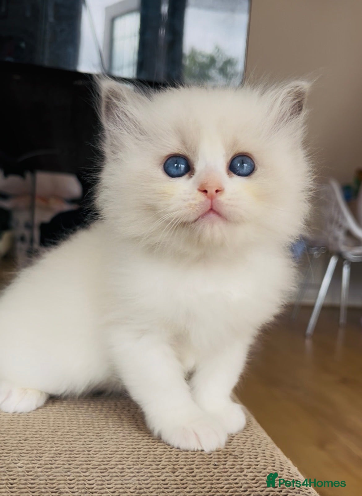 Ragdoll cats GCCF registered Ragdoll kitten  - Advert 5