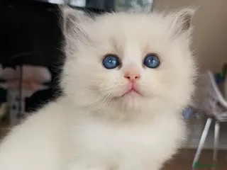 Ragdoll cats GCCF registered Ragdoll kitten - Advert 5