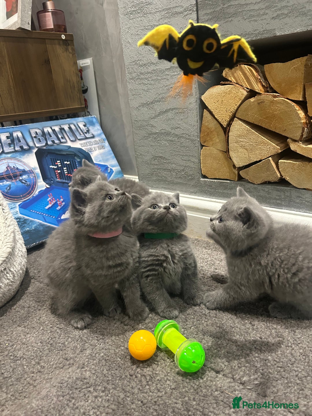 British Shorthair cats for sale: Pedigree Blue British Shorthair 💙💙💙💗💗💗💗 - Image 25