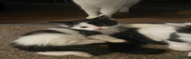 Mixed Breed 2