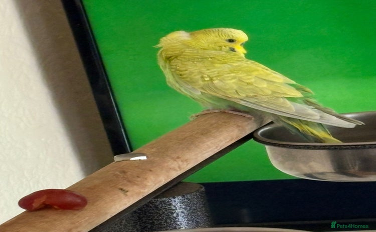 Budgerigars birds - Advert 1