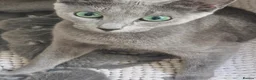 Russian Blue cats for sale: GCCF Russian blue kittens - Advert 5