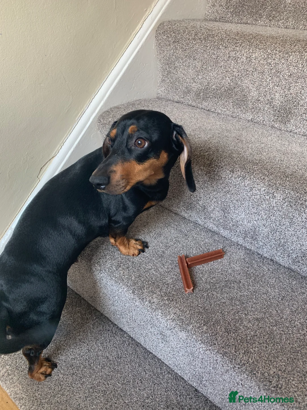 Dachshund dogs for sale: 🐾 Loving Home Needed for Luna 🐾 - Advert 2