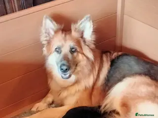 German Shepherd dogs Beautiful longhaired German Shepherds - Advert 1
