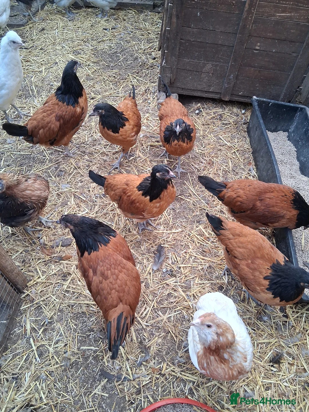Chickens poultry for sale: Vorverk chickens all female  - Advert 1