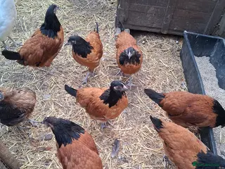 Chickens poultry for sale: Vorverk chickens all female - Advert 3