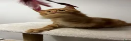 Maine Coon cats for sale: Beautiful Maine Coon Kittens - Advert 24