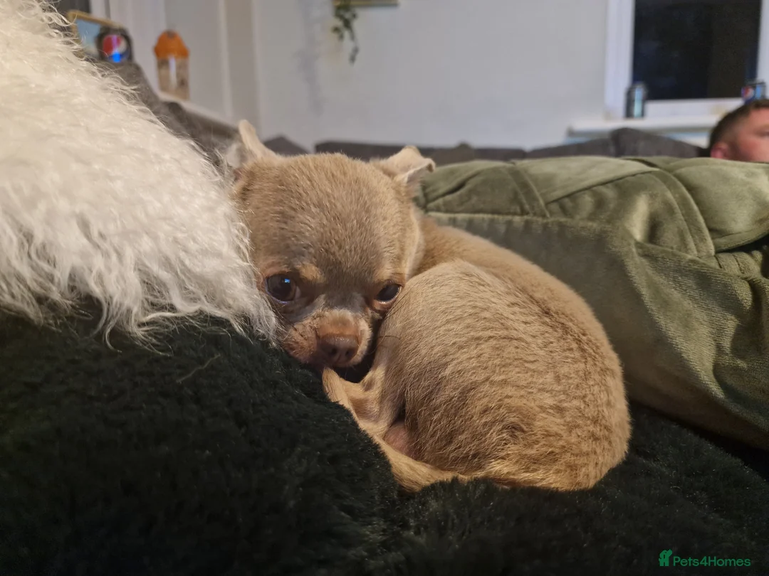 Chihuahua dogs for stud: KC 1.5KG CHIHUAHUA lilac stud! in Thirsk - Advert 2