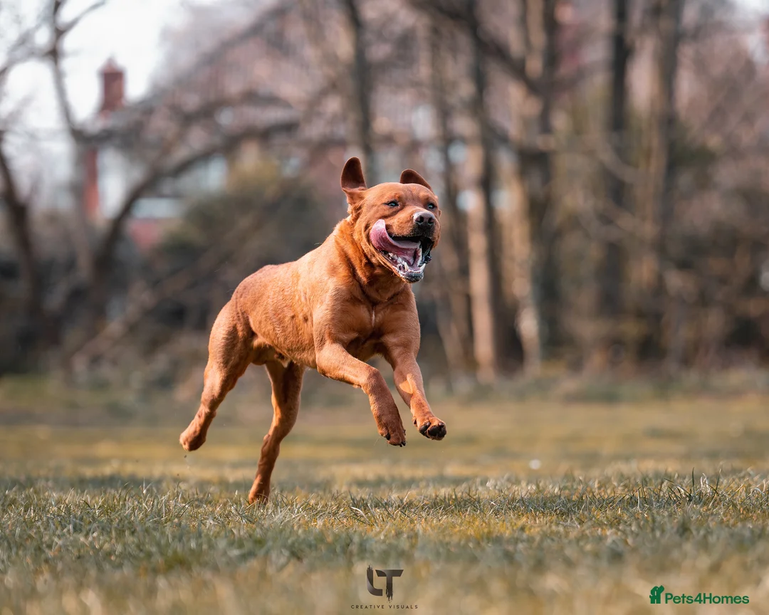 Labrador Retriever dogs for stud: Dark Fox Red Labrador For Stud in Leeds - Advert 4