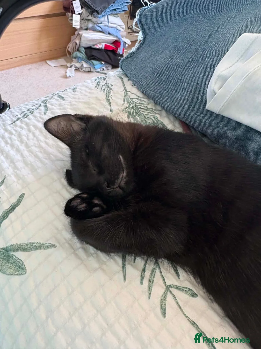 Mixed Breed cats for sale: Black female cat - free in Belper - Advert 4