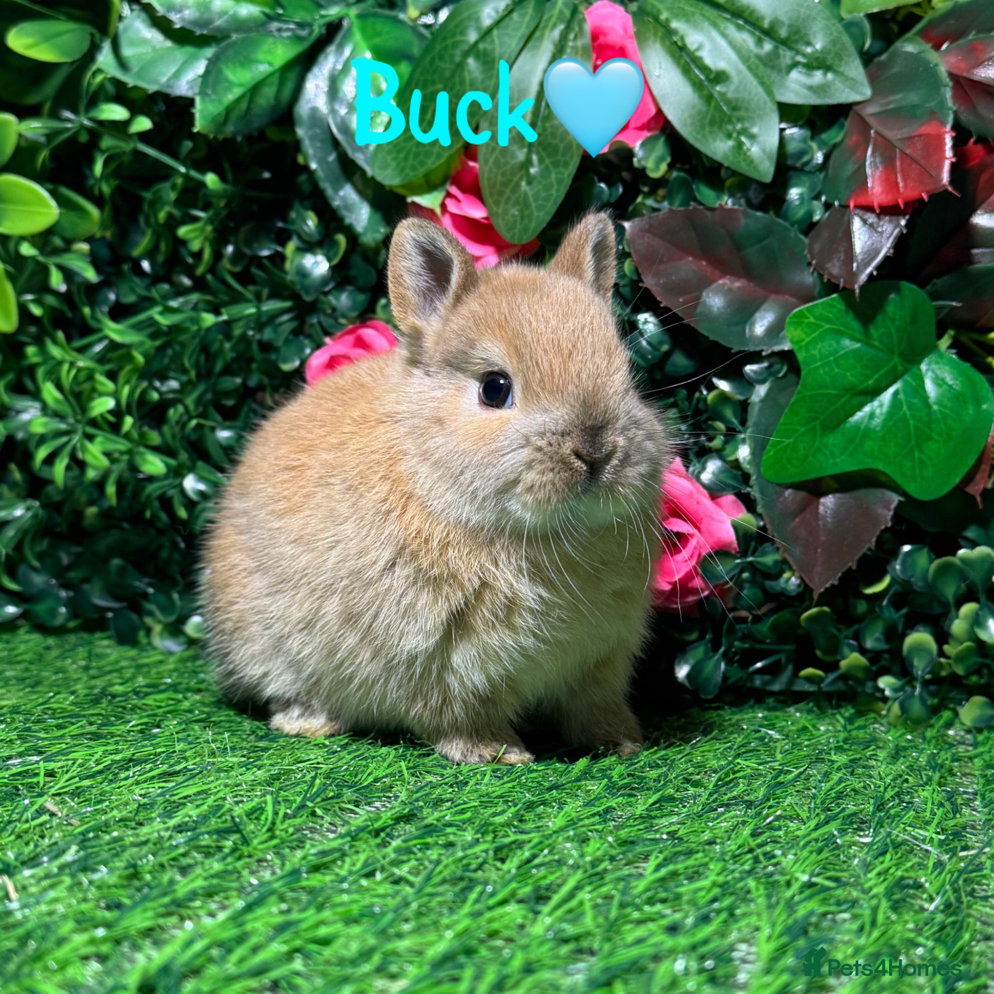 Netherland Dwarf rabbits ✨STUNNING NETHERLANDS DWARF,READY va TO REZERVE ✨ - Advert 1