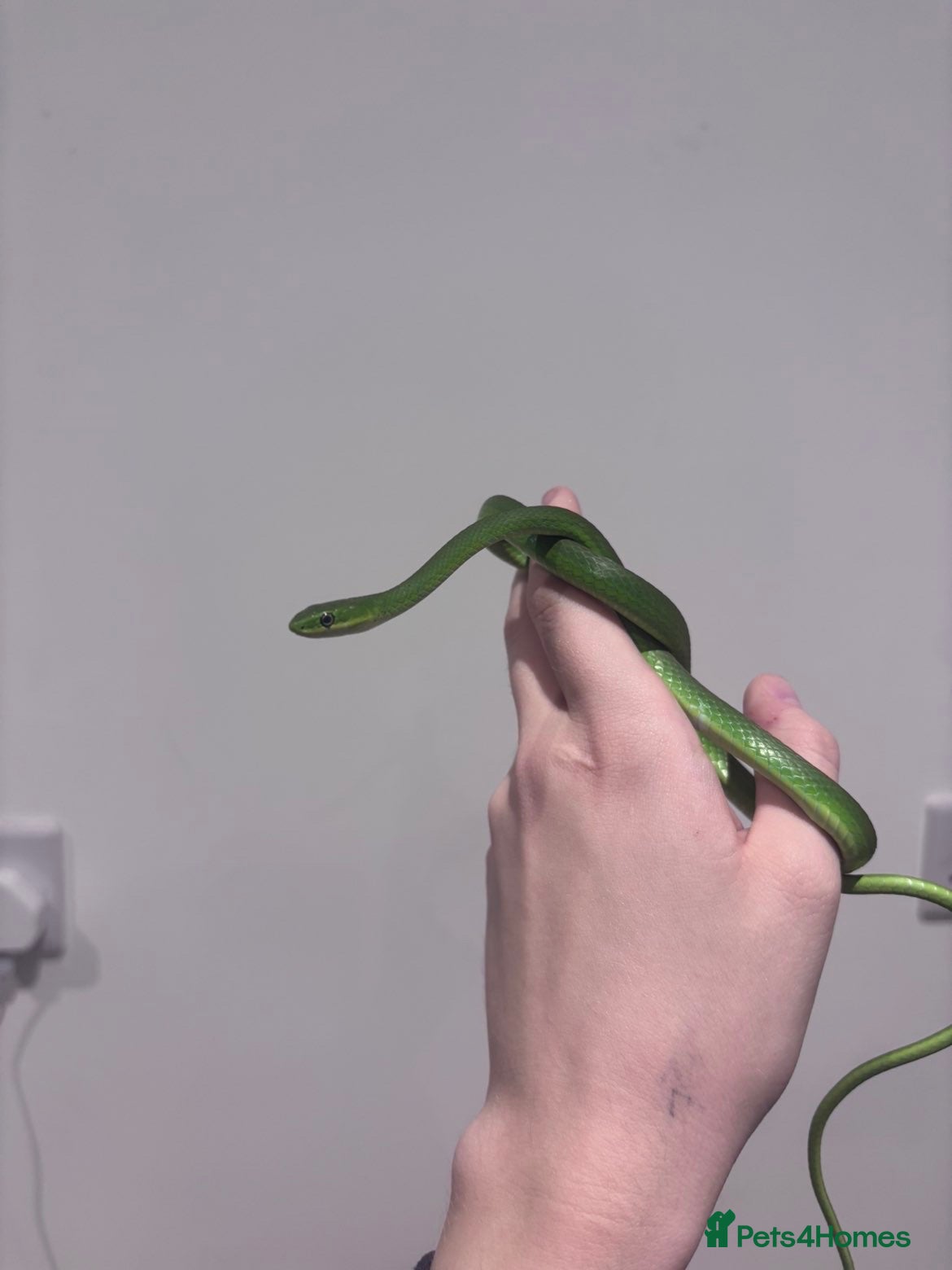 Mixed Breed reptiles WC Rough Green Snakes  - Advert 9