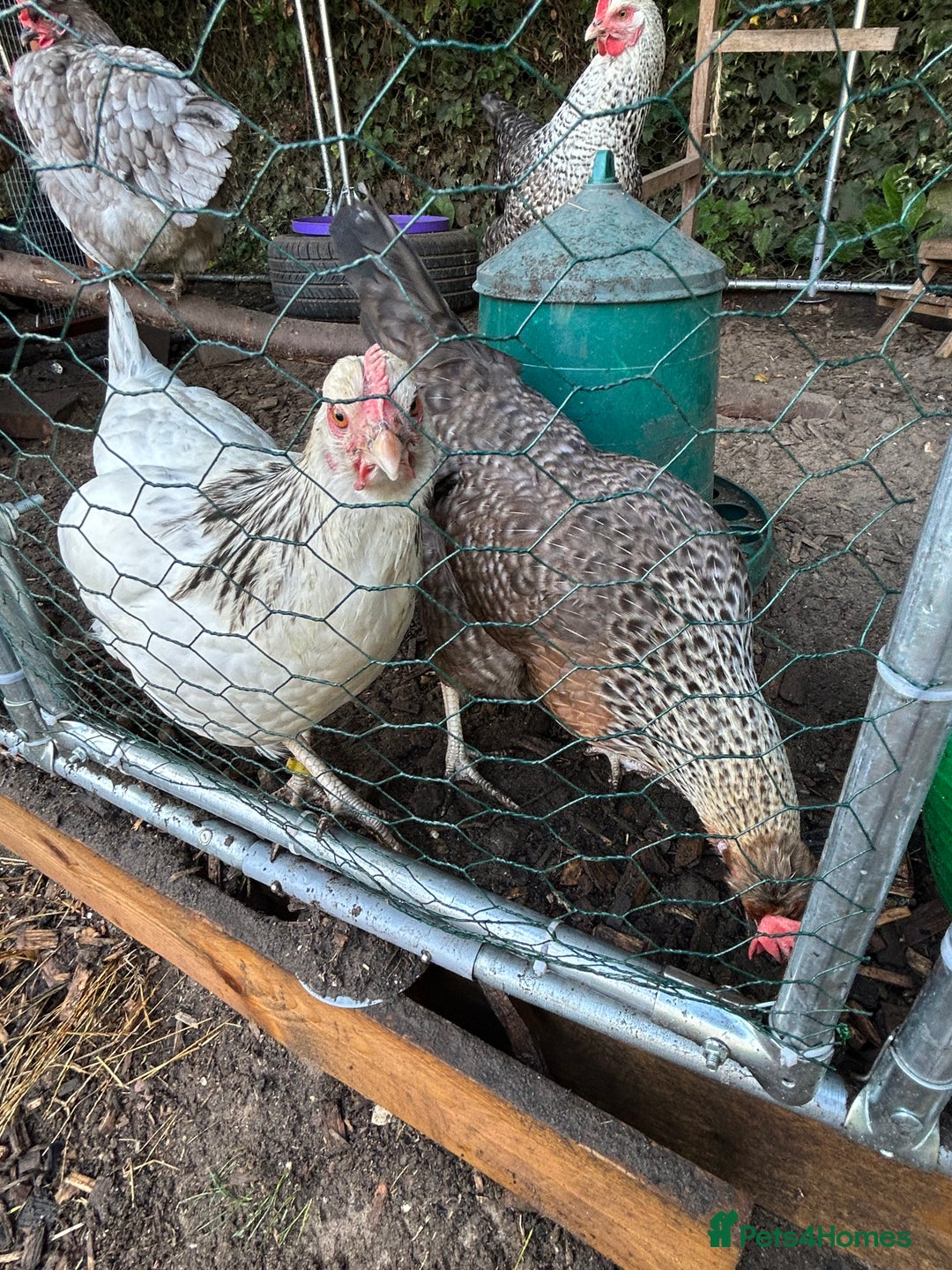 Chickens poultry for sale: 11 chickens for sale  - Image 4
