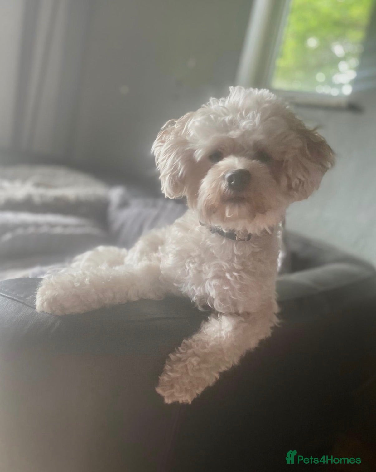 Maltipoo dogs 🐾 F1b Maltipoo Puppies Available – Bingham 🐾 - Advert 12
