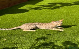 Savannah cats for sale: Beautiful F4 True to Type Savannah - Image 8