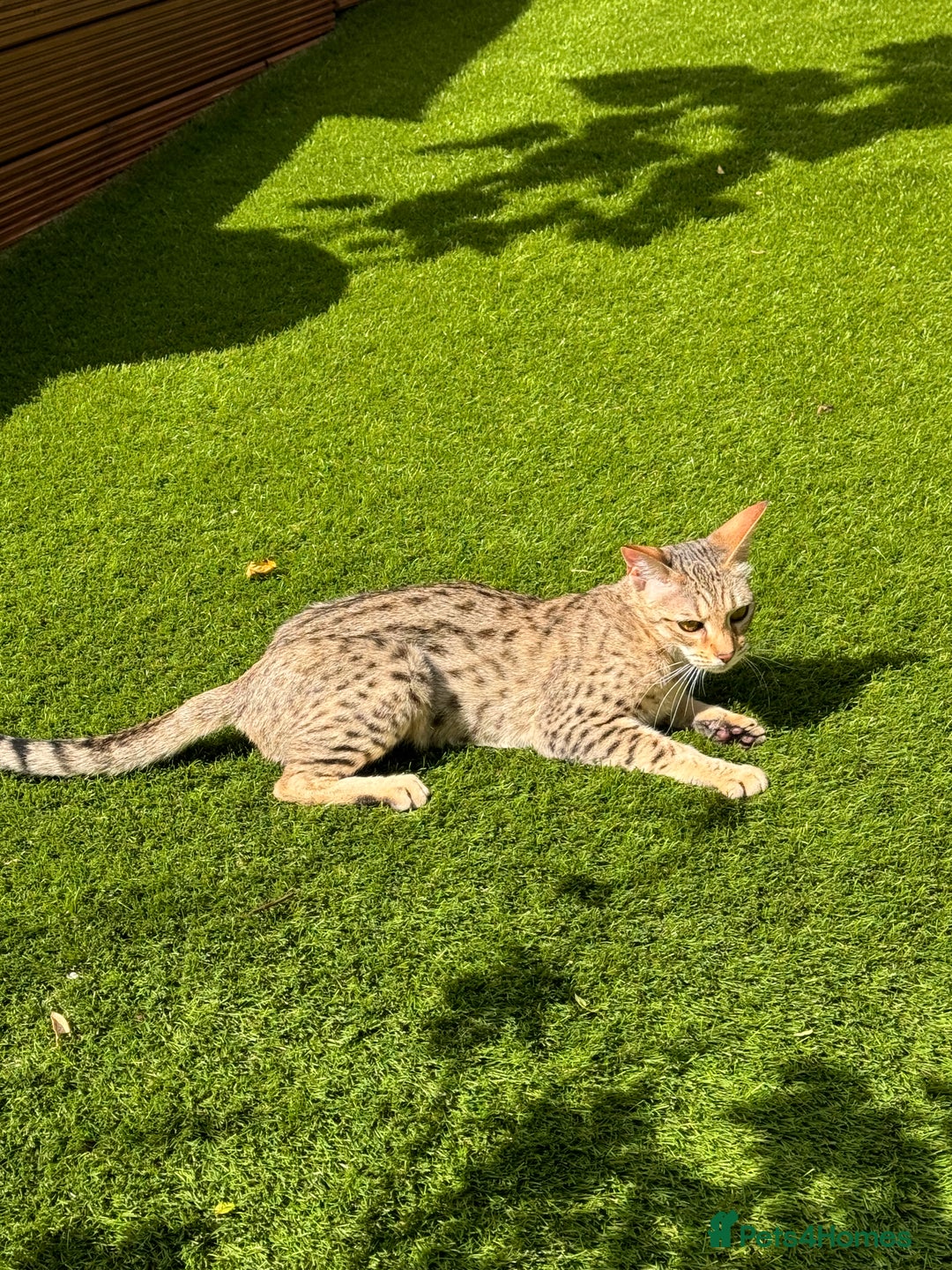 Savannah cats for sale: Beautiful F4 True to Type Savannah - Image 8