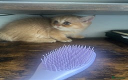 British Shorthair cats for sale: Pedigree Golden BSH Black tipped kitten  - Image 4