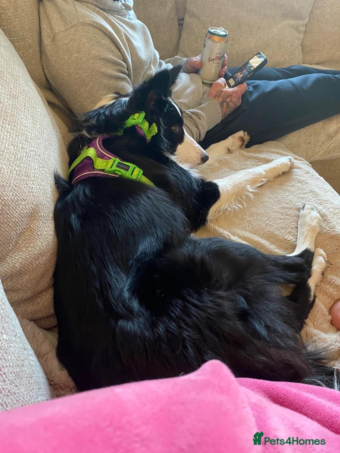 Border Collie dogs for sale: Beautiful border collie girl  - Advert 2