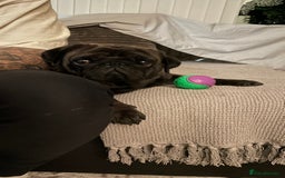 Pug dogs for sale: Platinum Adult Male Pug - Advert 6