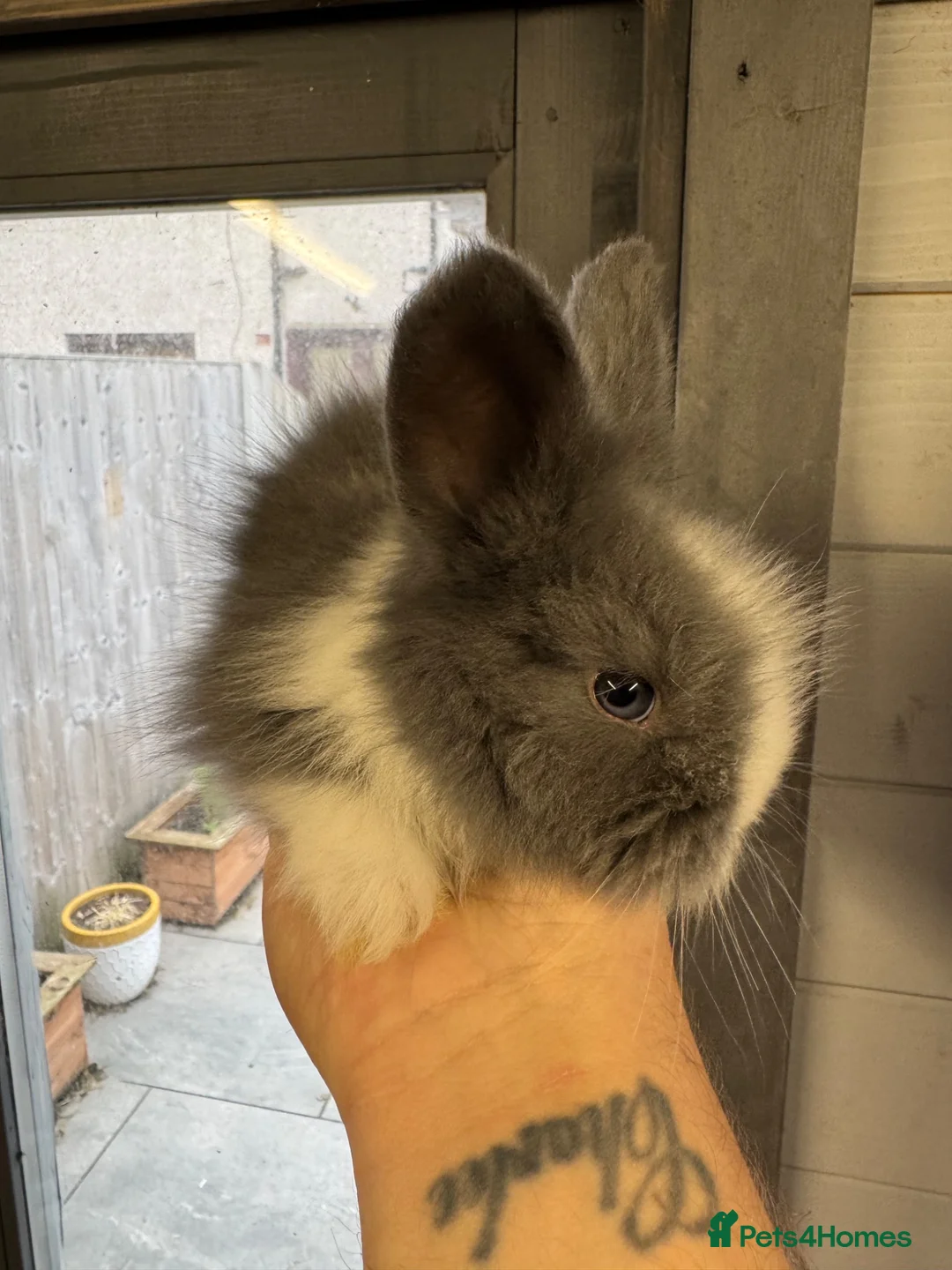 Angora rabbits for sale: Full face Angora babies - Advert 2