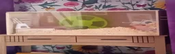 Hamster rodents for sale: Syrian  - Advert 1