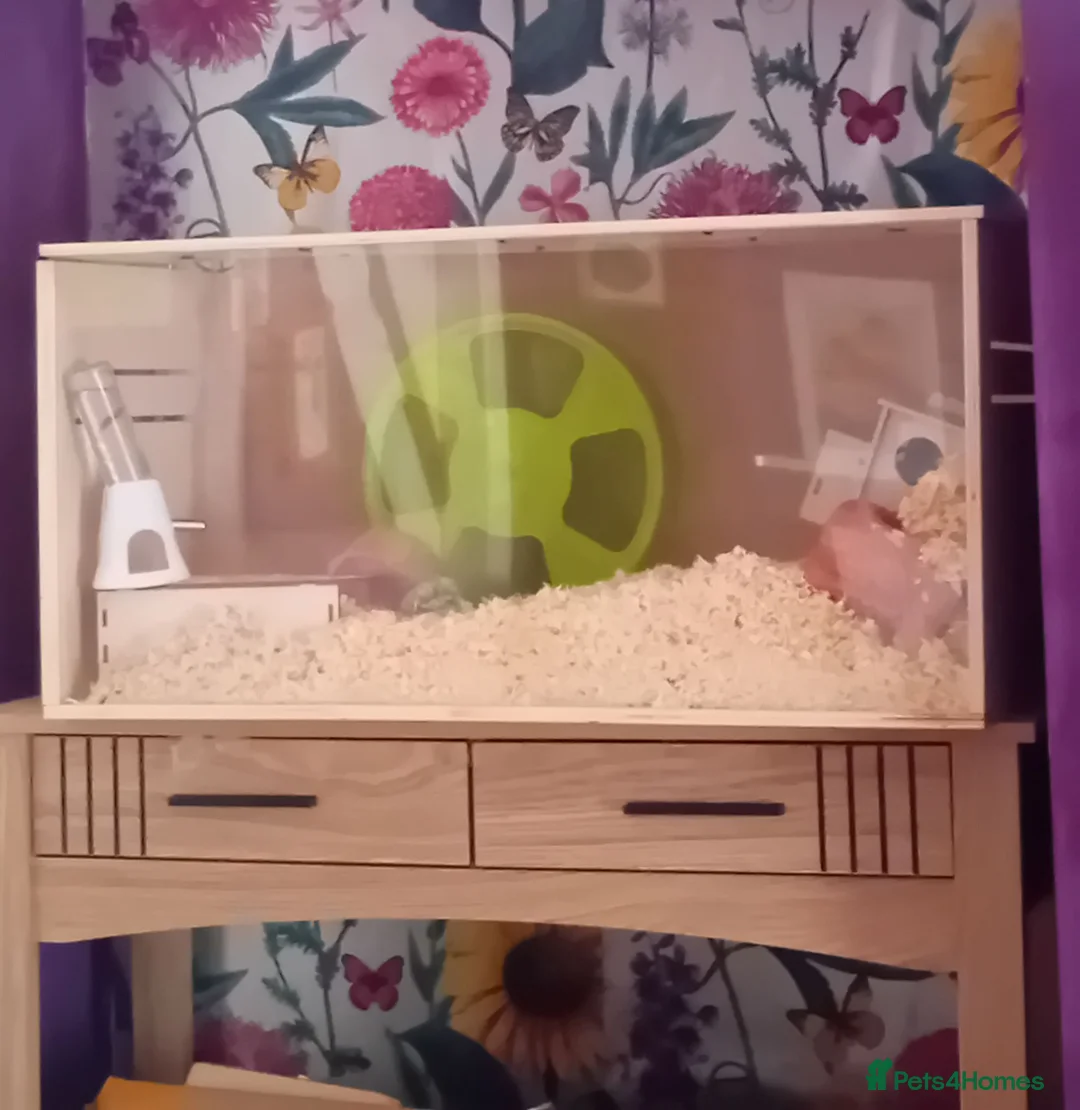 Hamster rodents for sale: Syrian  - Advert 1