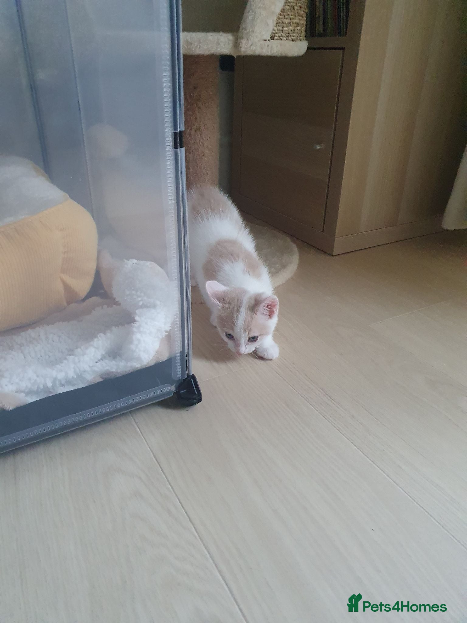 Mixed Breed cats 1 rare colour gorgeous little boy.  - Advert 2