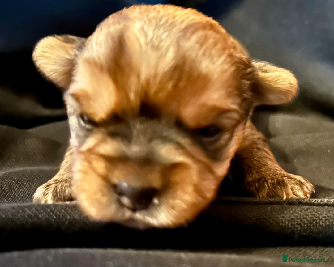 Yorkshire Terrier dogs for sale: Miniature Yorkshire Terriers - Advert 19