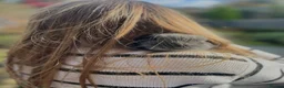 Mini Lop rabbits for sale: Beautiful Bonded Mini Lop Sisters – 1 Year Old in Macclesfield - Advert 3