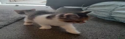 Mixed Breed cats for sale: 4 kittens ready for forever homes in Bristol - Advert 12