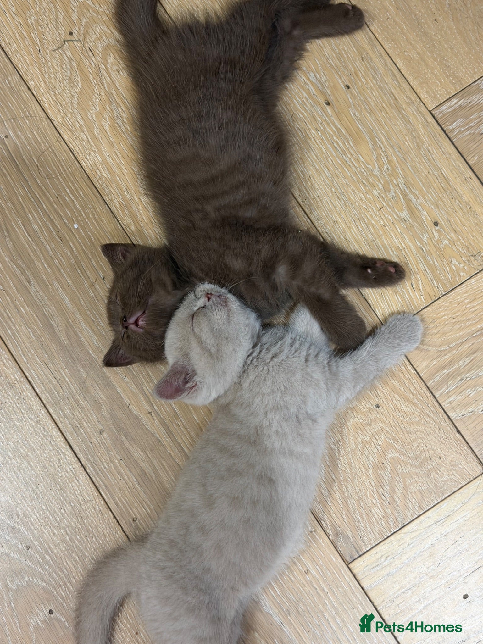 British Shorthair cats 6 Pure British Shorthair Kittens Ready to Reserve - Advert 1