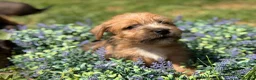 Norfolk Terrier dogs for sale: Stunning KC registered Norfolk terriers - Advert 2